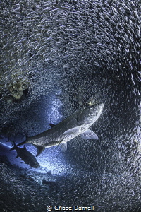 "Back for More" 
Tarpon preparing for some lunch. by Chase Darnell 